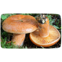 Міцелій гриба Рижик звичайний, 10г