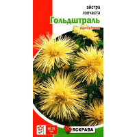 Насіння айстри голчастої Гольдштраль лимонна, 0,3г
