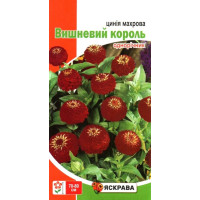 Насіння цинії Махрова Вишневий король бордова, 0,5г
