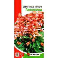 Семена шалфея низкого блестящего Лососевый, 0,1г