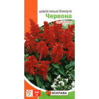 Насіння шавлії блискучої Червона, 0,1г