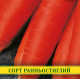 Насіння моркви Красавка, 100г