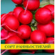Насіння редиски Софіт, 100г