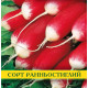 Семена редиса Французский Завтрак, 100г