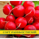 Насіння редиски Чемпіон, 100г