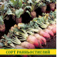 Насіння буряка кормового Рекорд Полі, 100 г