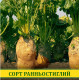 Насіння буряка кормового Урсус Полі жовтий, 100г