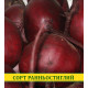 Семена свеклы столовая Темно-Красный, 100г