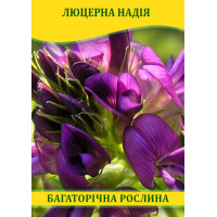 Насіння люцерни намагніченість Надія, 100г