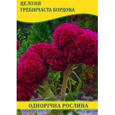 Семена цветов Целозия гребенчатая бордовая, 50г