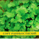 Насіння коріандру Кінза, 100г