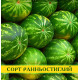Семена арбуза Топган, 0,5кг