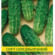 Насіння огірка Харківський, 0,5 кг