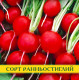 Насіння редису Сора, 1кг