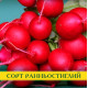 Насіння редису Софіт, 1кг
