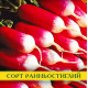 Насіння редису Френч Поп, 1кг