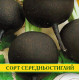 Семена редьки Сквирская Черная, 1кг