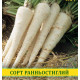 Насіння петрушки цукрова коренева, 0,5 кг