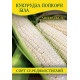 Семена кукурузы Попкорн Белый, 1кг
