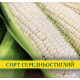Семена кукурузы Попкорн Белый, 1кг