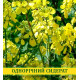 Насіння гірчиці Біла, 1кг
