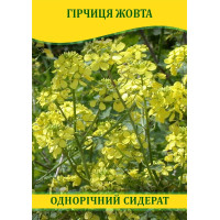 Насіння гірчиці Жовта, 1кг