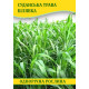 Насіння Суданська Трава Білявка, (Сорго Суданське), 1кг