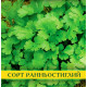 Семена кориандра Кинза Нектар, 1кг