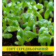 Насіння крес салату Ажур, 0,5 кг
