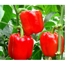 Семена перца Калифорнийское чудо, Польша, 3г