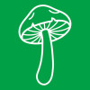 Мицелий грибов